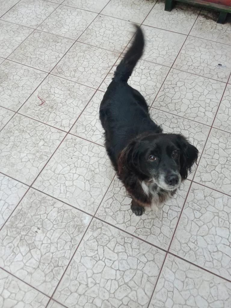 PETIFYC10151 photo 4