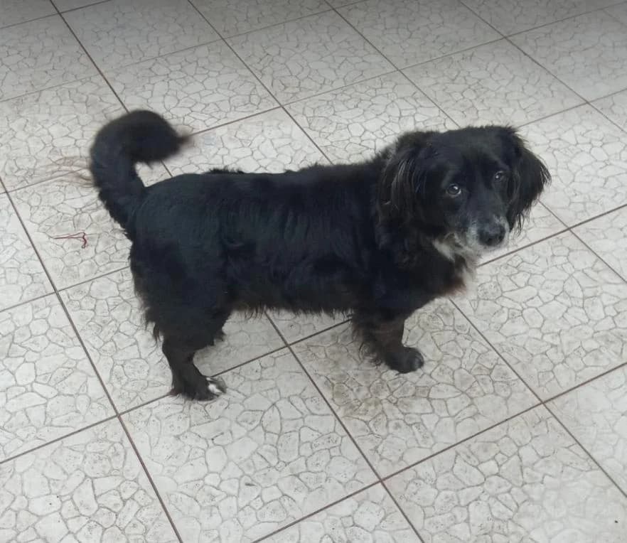 PETIFYC10151 photo 5