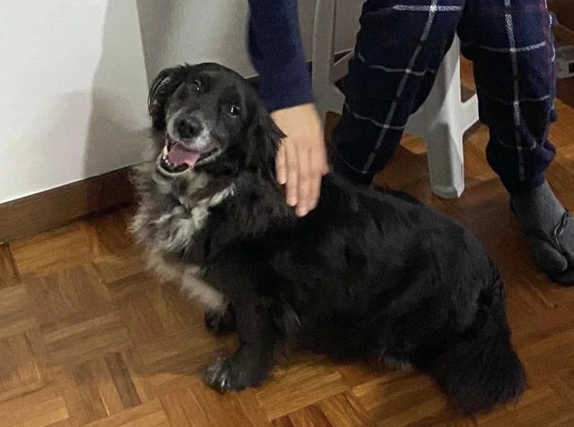 PETIFYC10151 photo 6