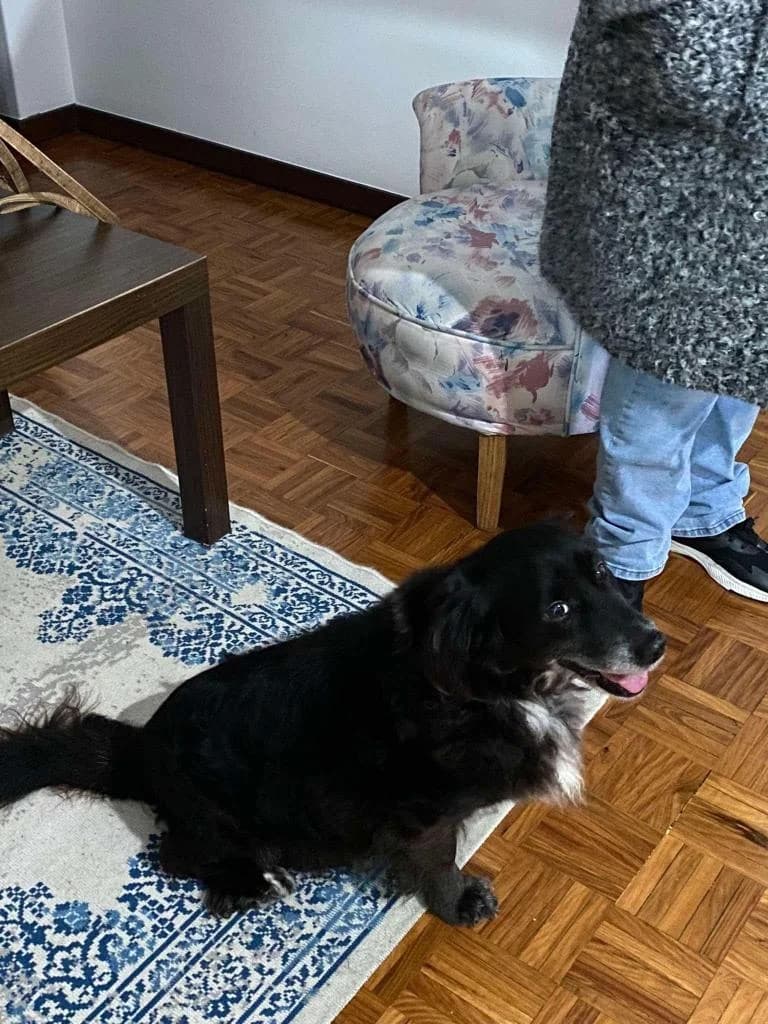 PETIFYC10151 photo 7