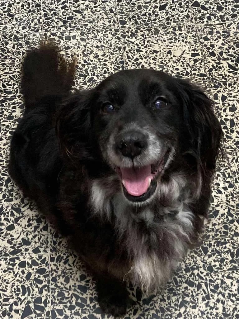 PETIFYC10151 photo 8