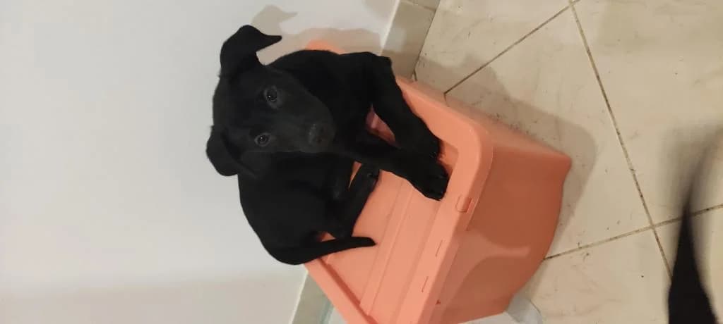 PETIFYC10154 photo 2