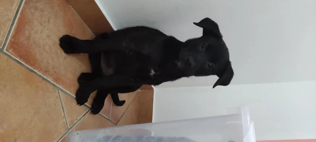 PETIFYC10154 photo 7