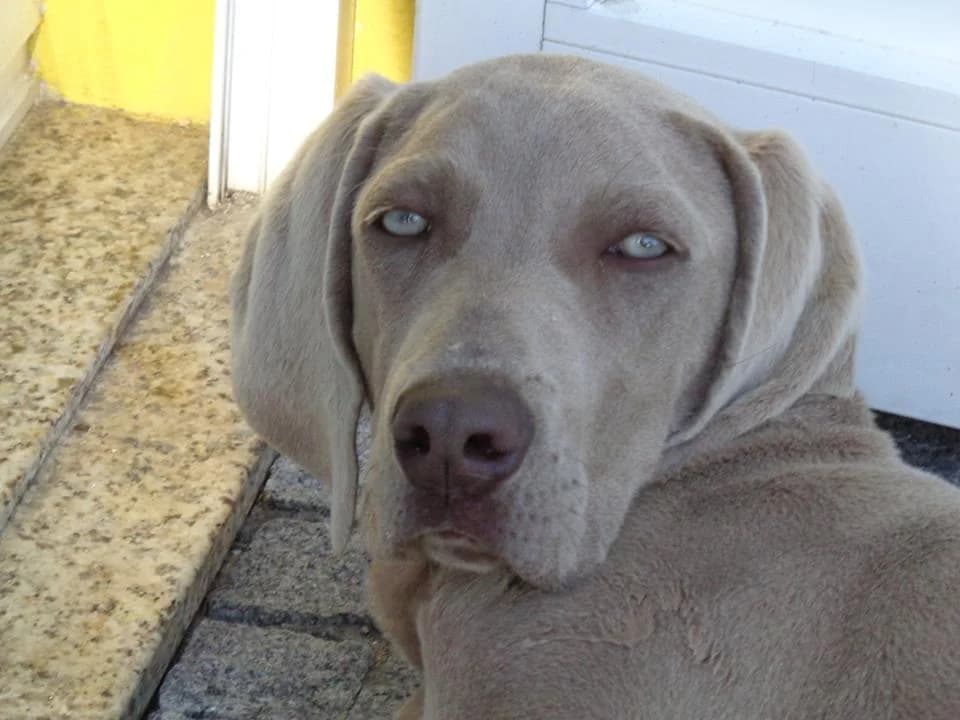 PETIFYC10164 photo 4