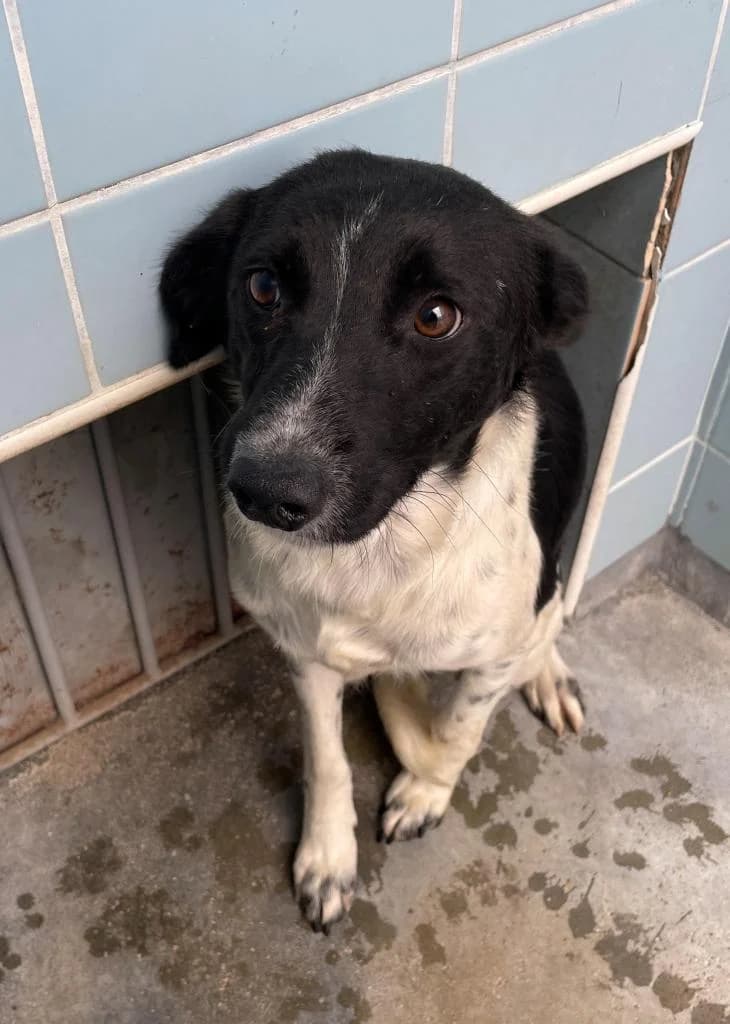 PETIFYC10164 photo 6