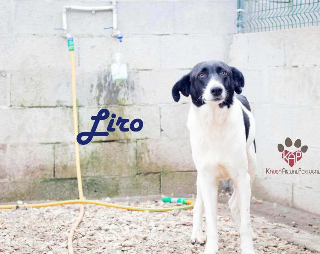 PETIFYC10164 photo 8