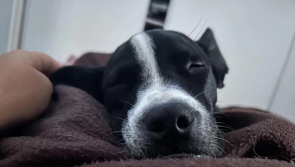 PETIFYC10180 photo 2