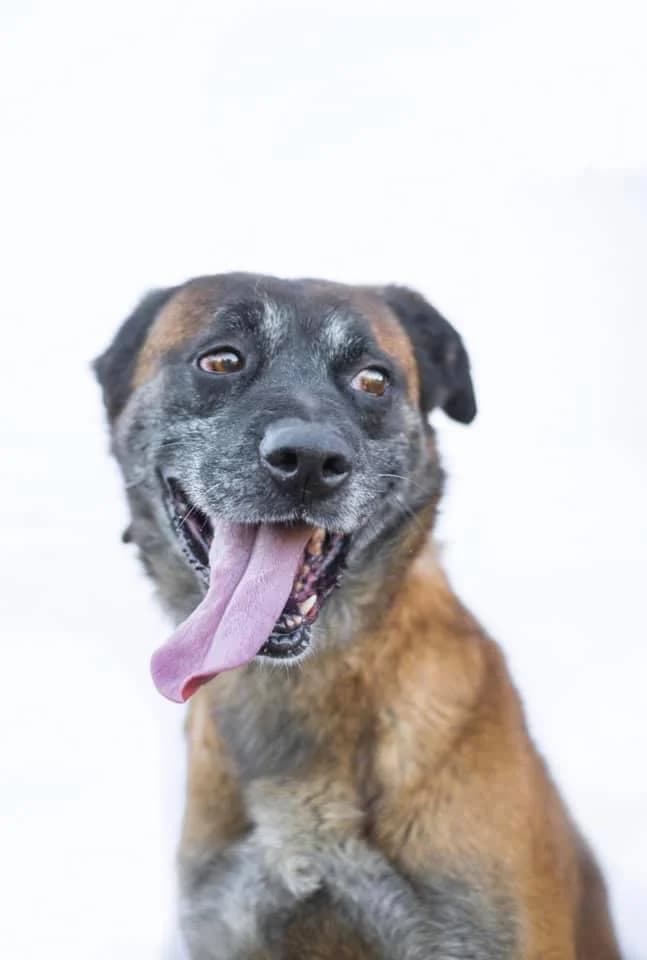 PETIFYC10180 photo 7