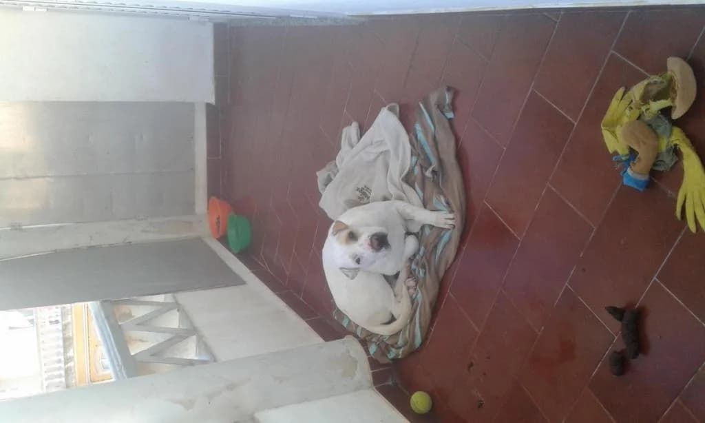 PETIFYC10180 photo 8