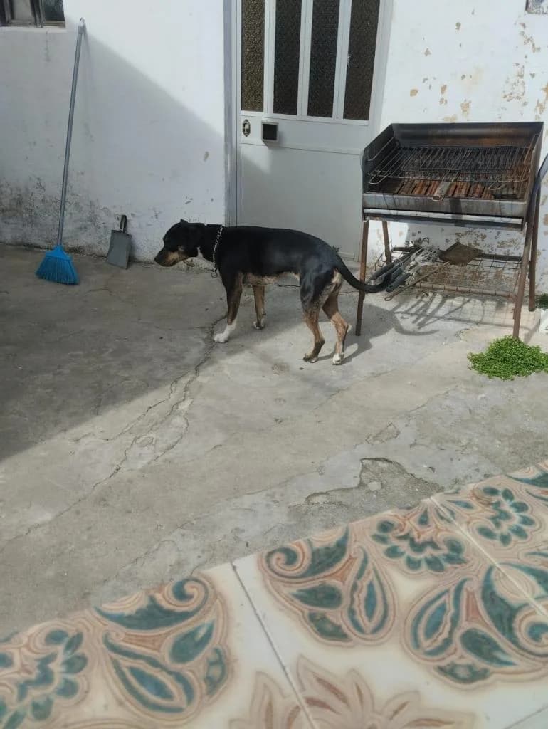 PETIFYC10204 photo 4