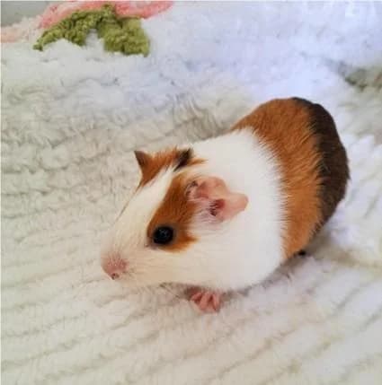 PETIFYC10204 photo 5