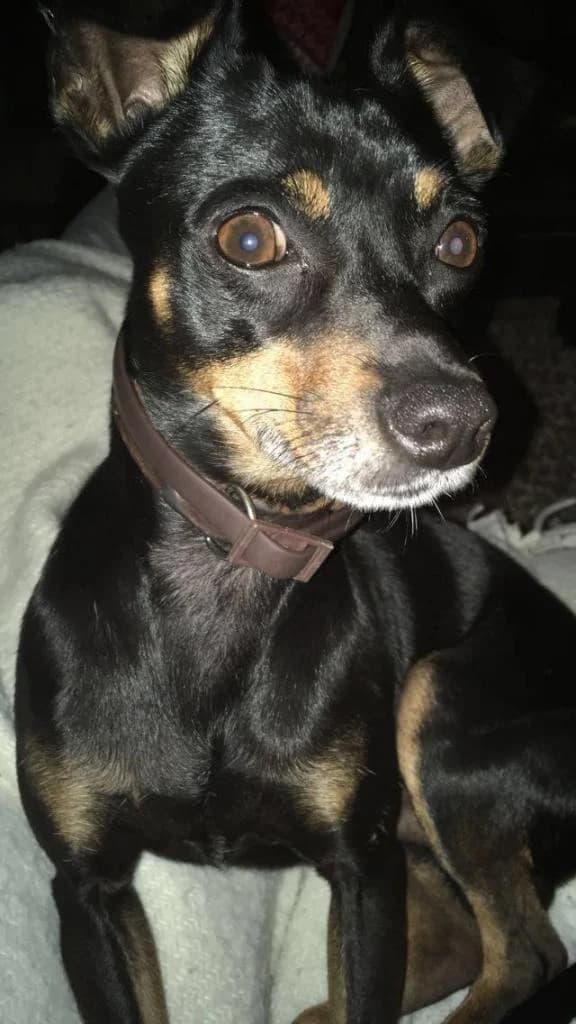 PETIFYC10204 photo 6