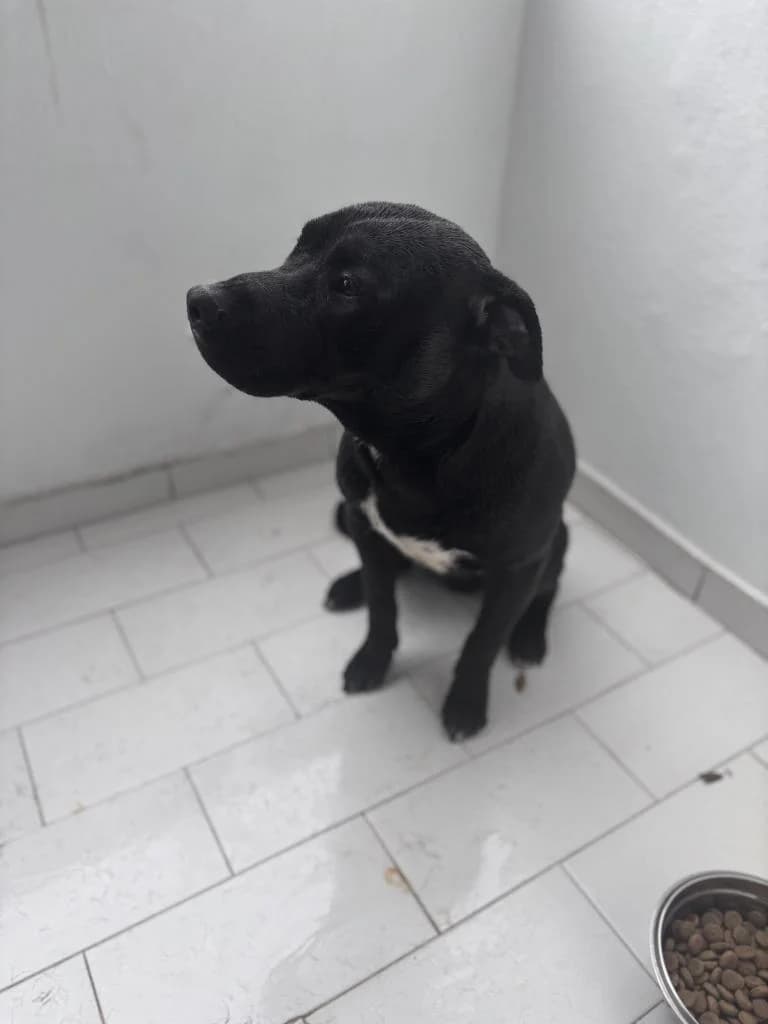 PETIFYC10205 photo 4