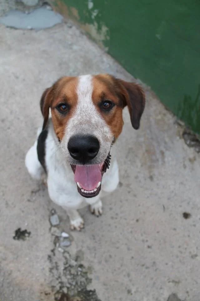 PETIFYC10235 photo 4