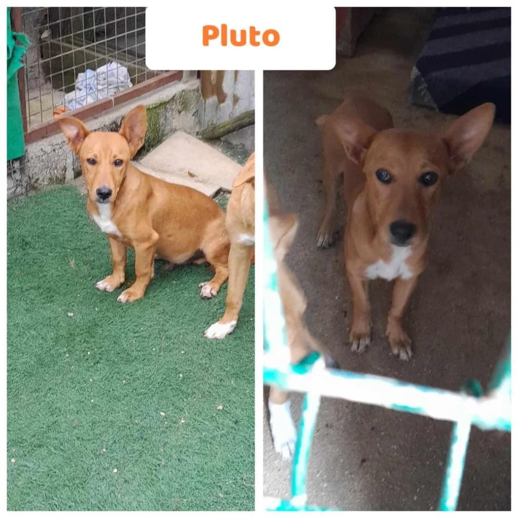 PETIFYC10235 photo 6