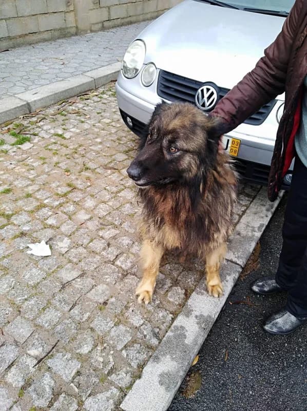 PETIFYC10243 photo 7