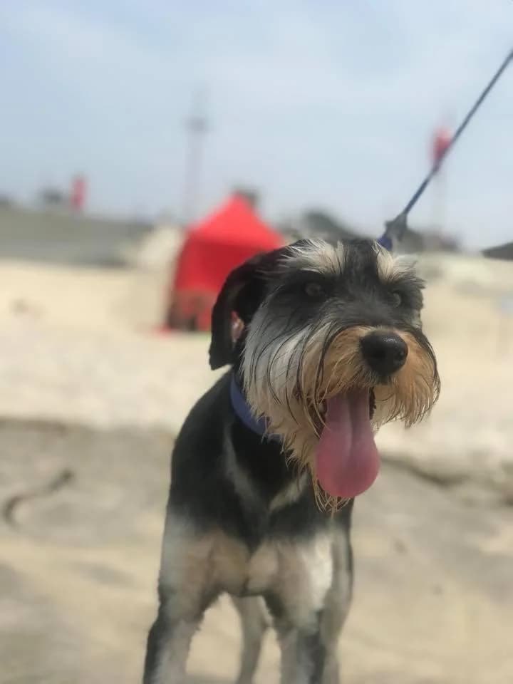 PETIFYC10253 photo 4