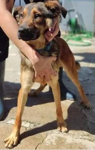 PETIFYC10253 photo 5