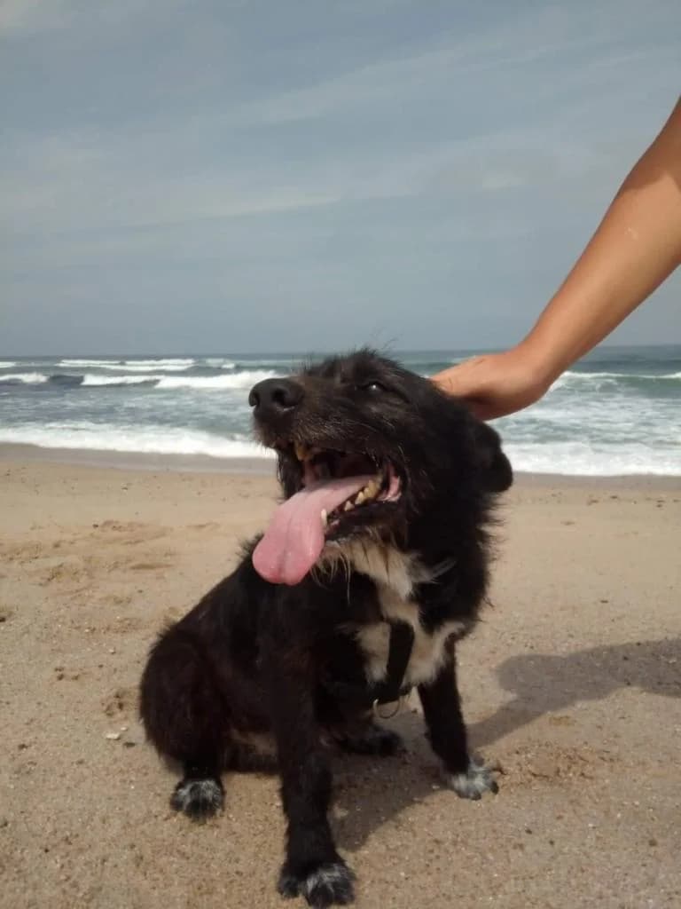 PETIFYC10253 photo 8