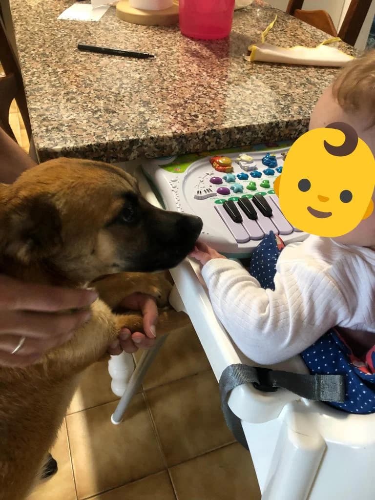 PETIFYC10279 photo 4