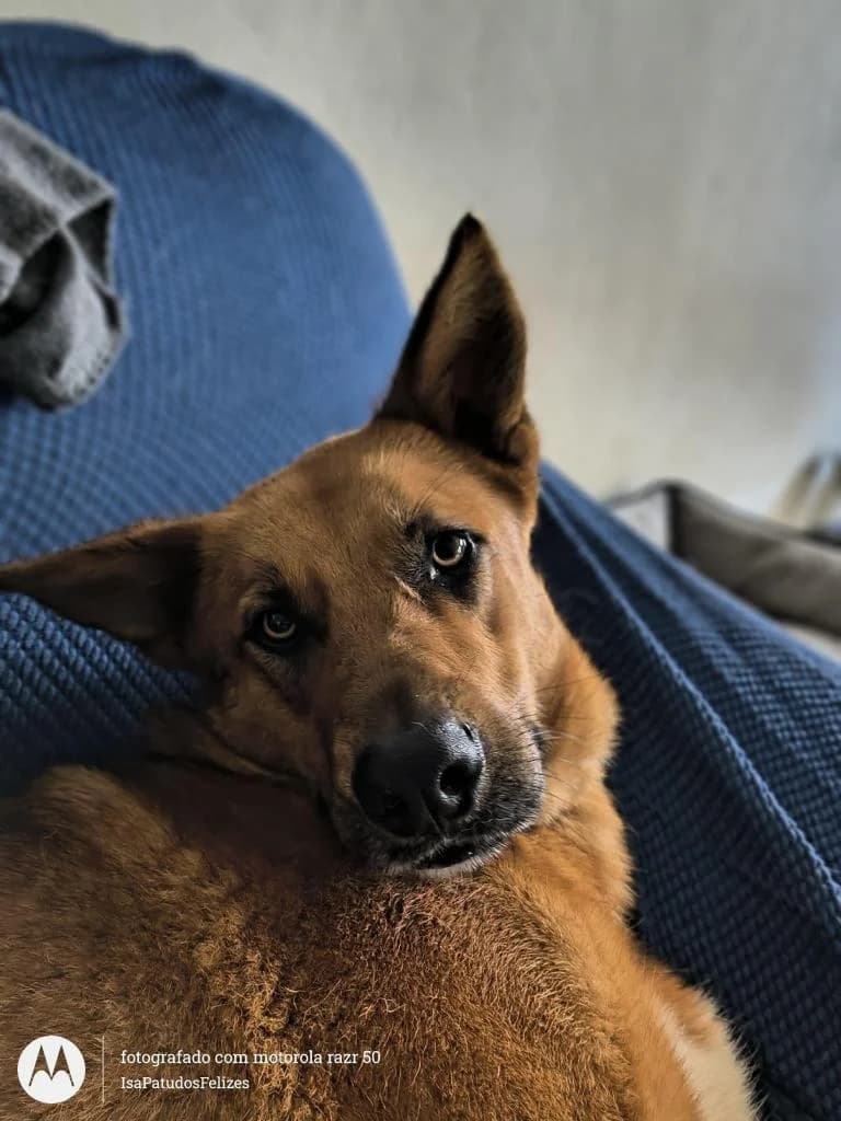 PETIFYC10282 photo 8