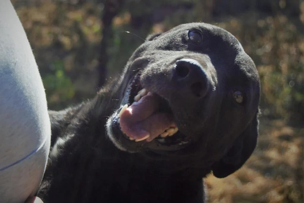 PETIFYC10298 photo 2