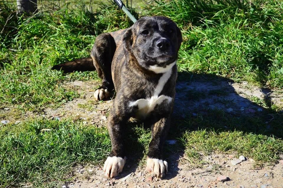 PETIFYC10298 photo 6