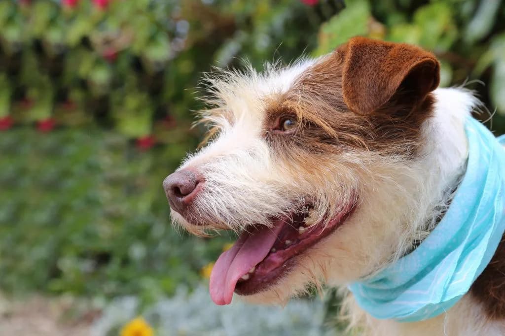 PETIFYC10303 photo 2