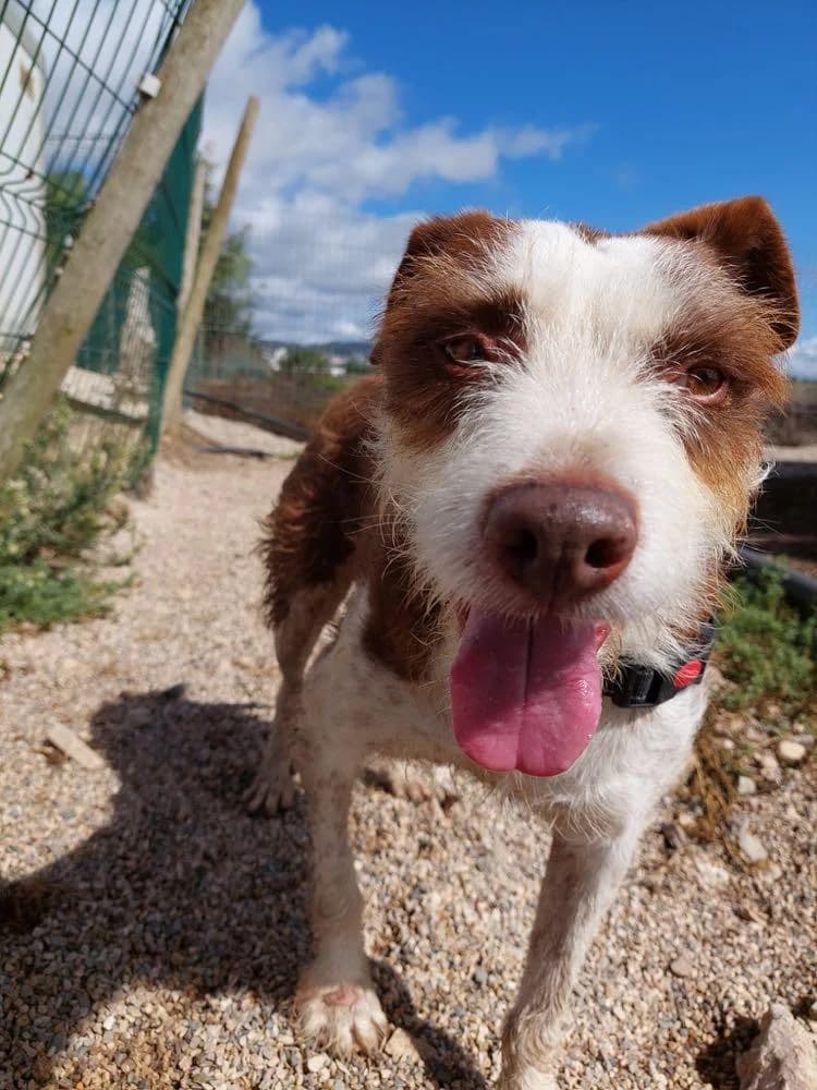 PETIFYC10303 photo 6