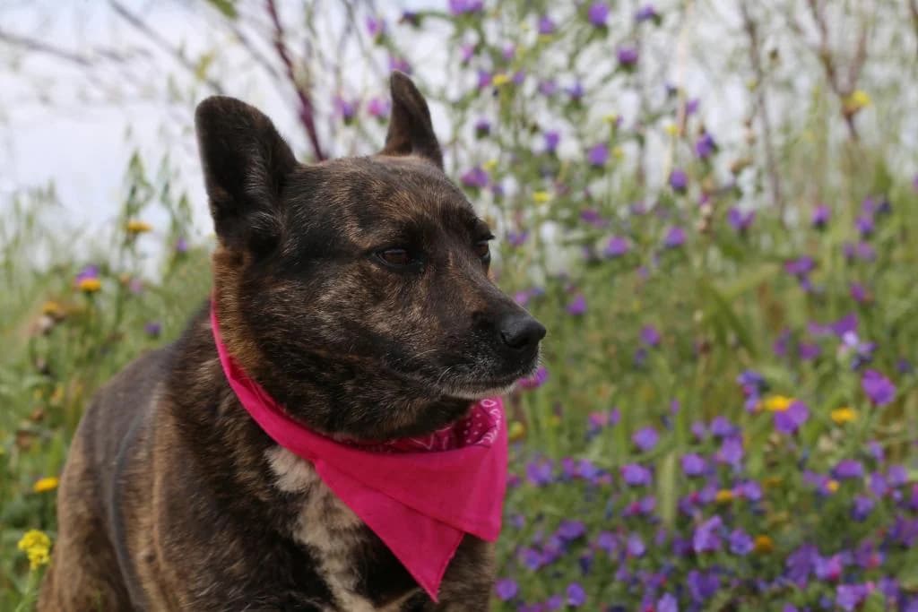 PETIFYC10304 photo 2