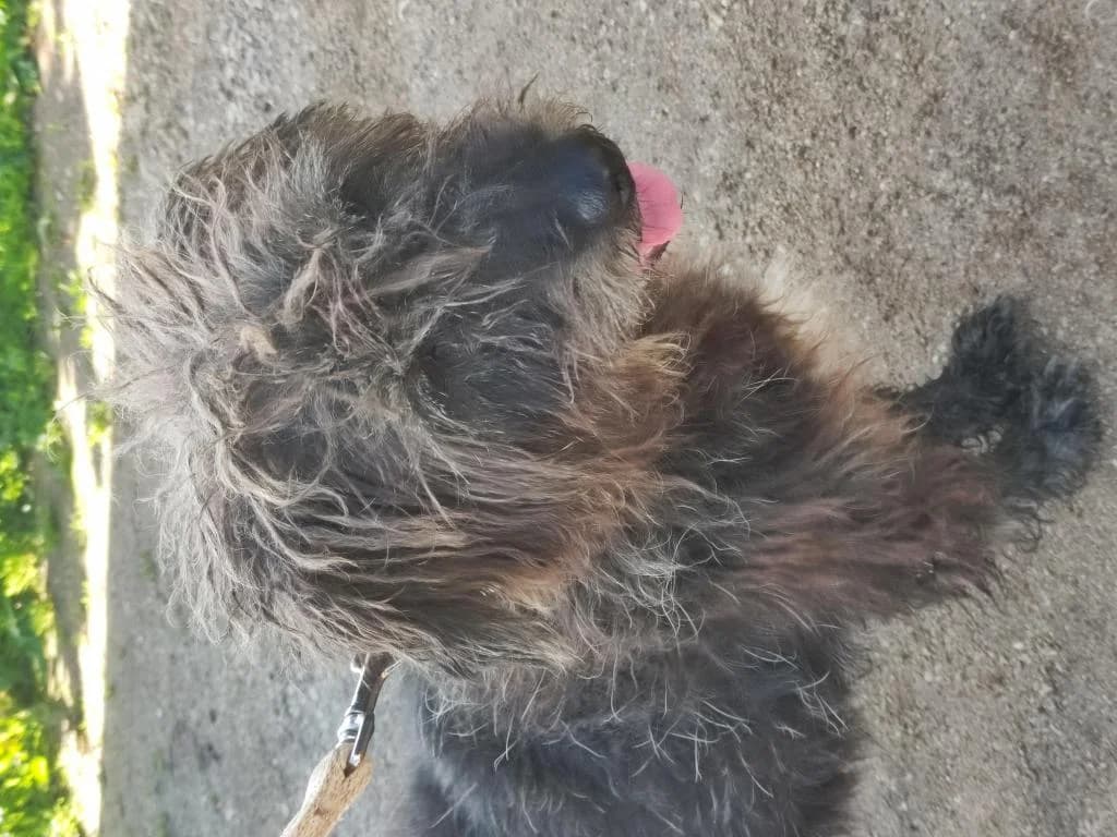 PETIFYC10305 photo 3