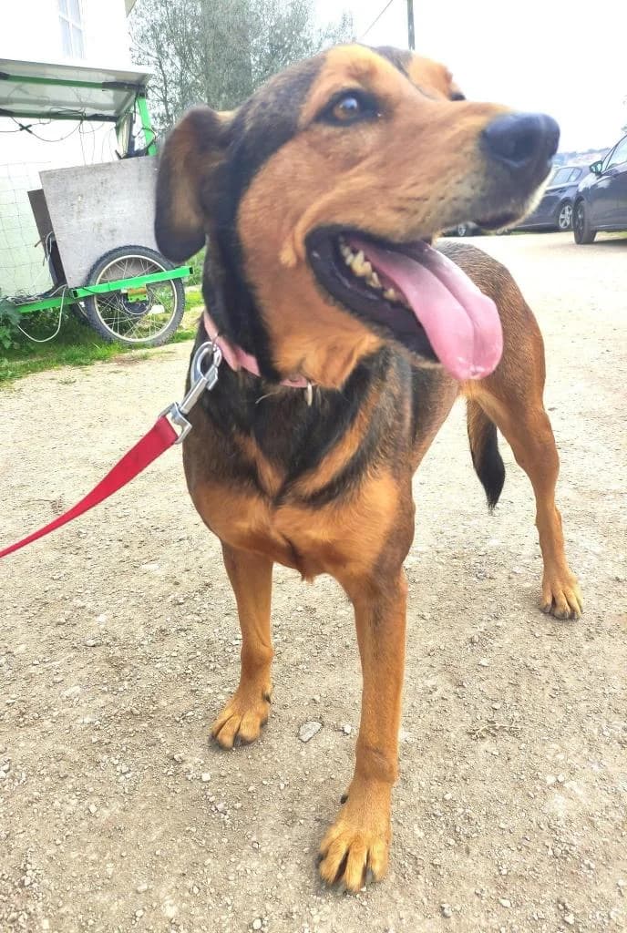 PETIFYC10306 photo 2