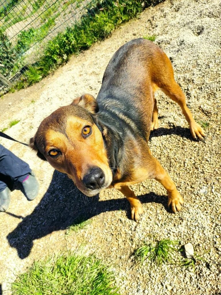 PETIFYC10306 photo 3