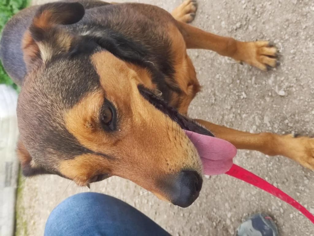 PETIFYC10306 photo 4