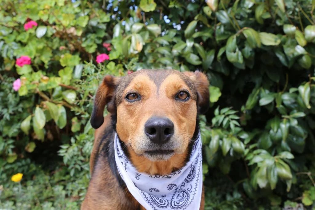 PETIFYC10306 photo 7