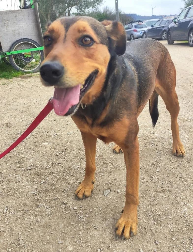 PETIFYC10306 photo 8