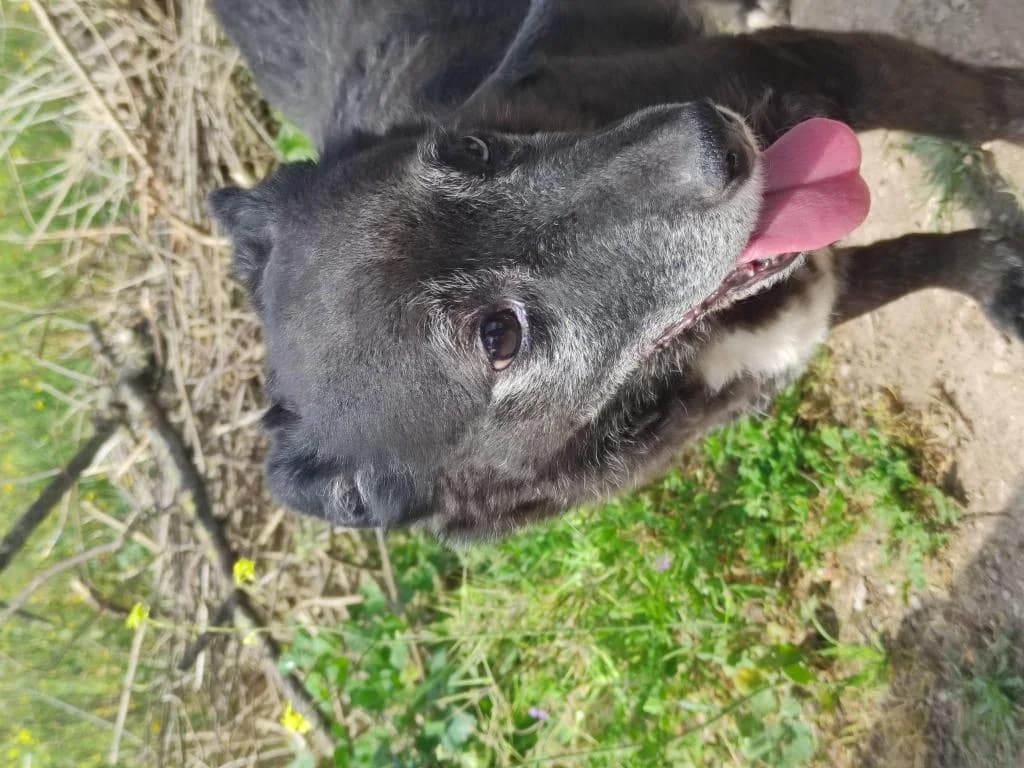 PETIFYC10307 photo 3