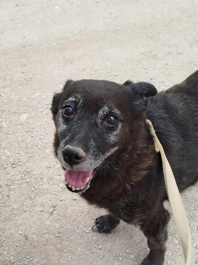 PETIFYC10307 photo 4