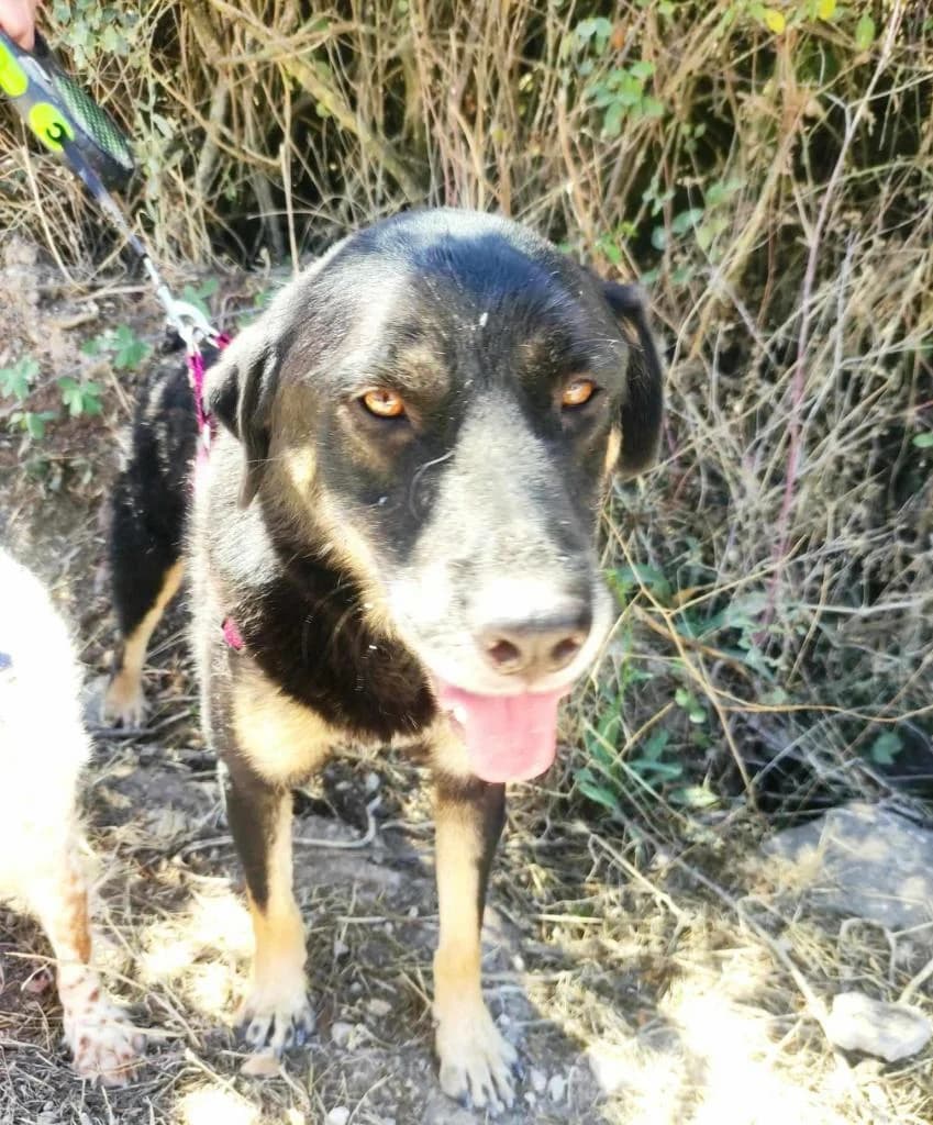 PETIFYC10308 photo 4