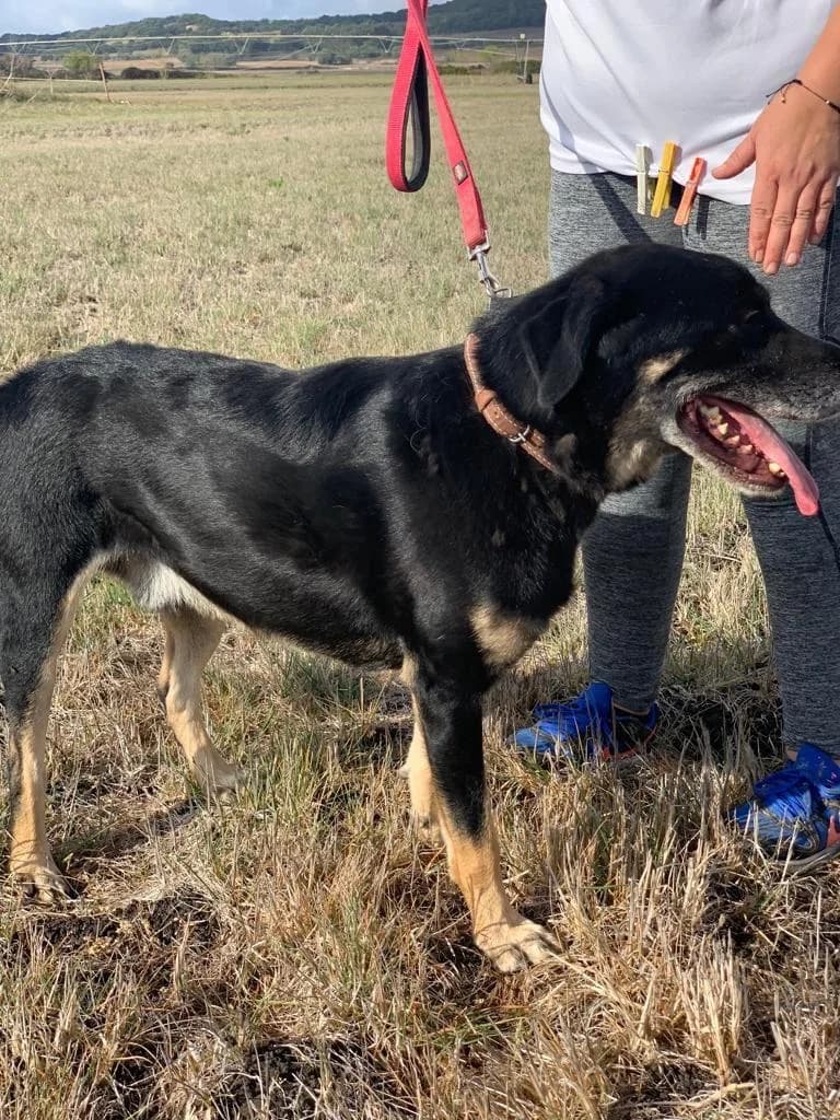 PETIFYC10308 photo 5