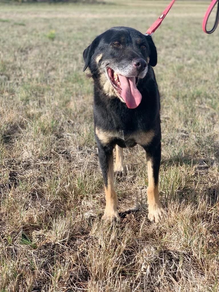 PETIFYC10308 photo 6