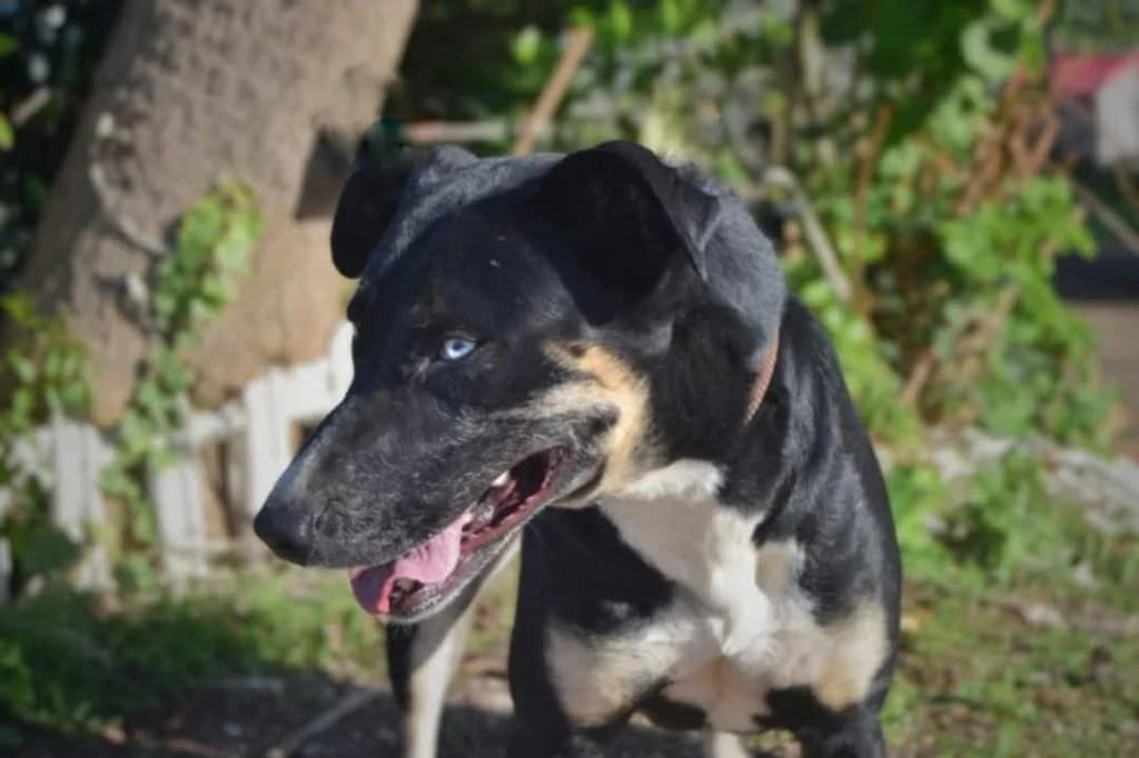 PETIFYC10325 photo 5