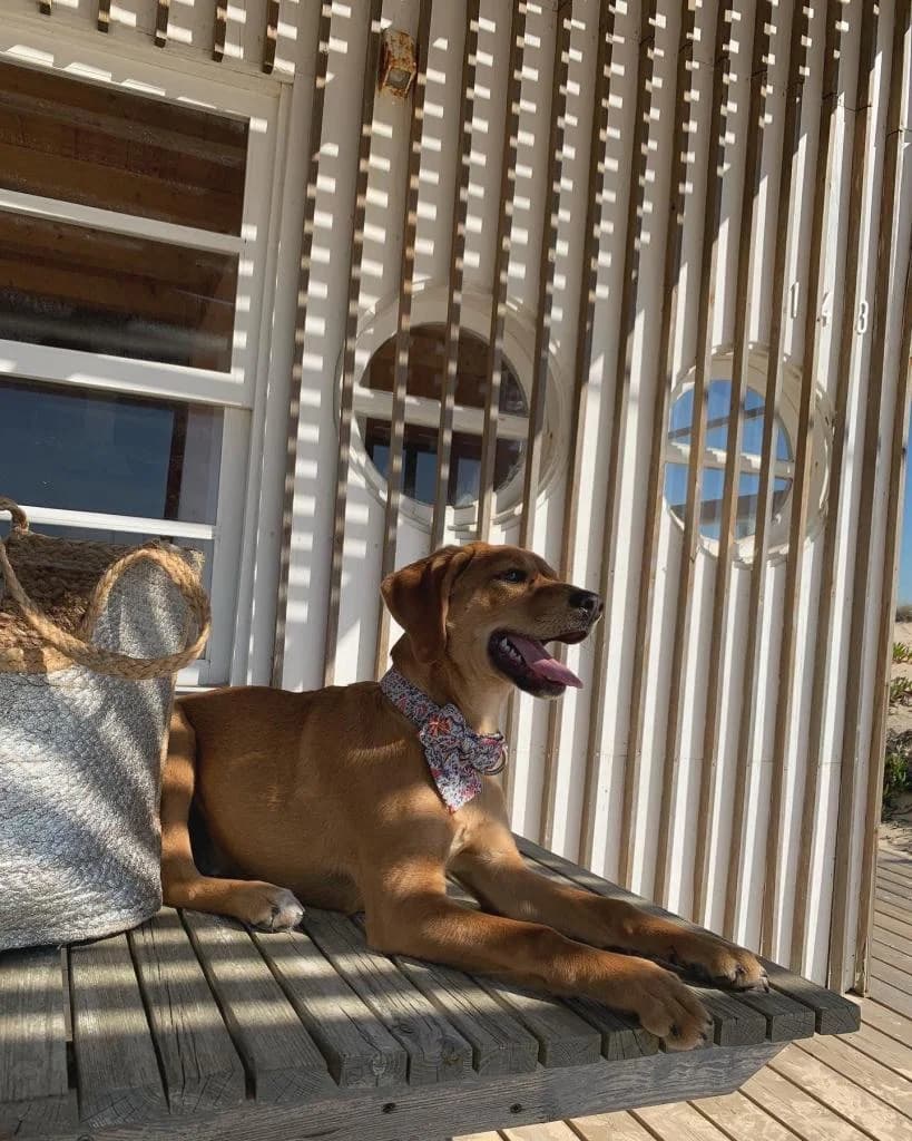 PETIFYC10325 photo 7