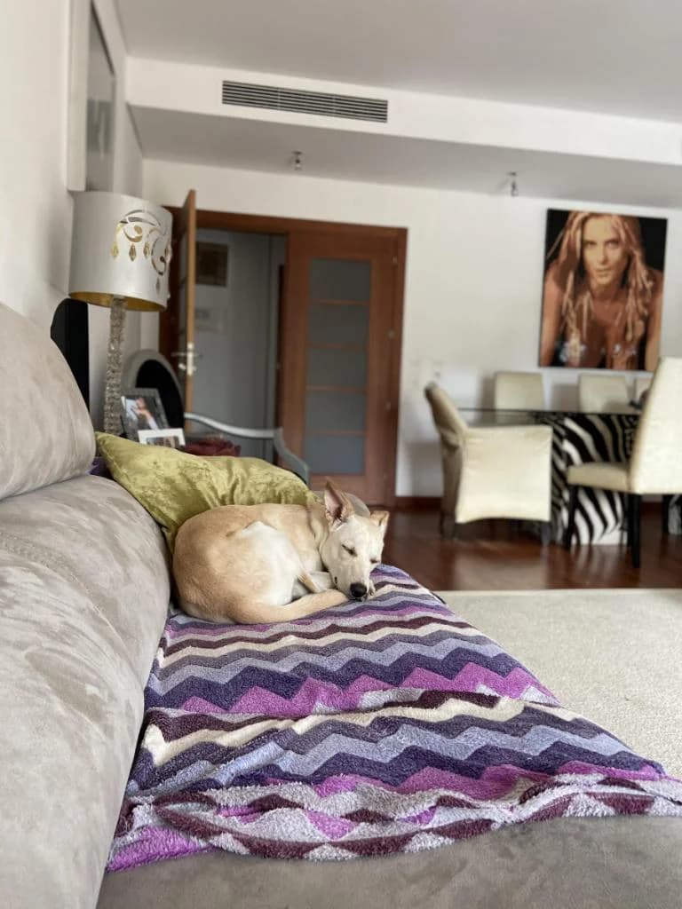 PETIFYC10325 photo 8