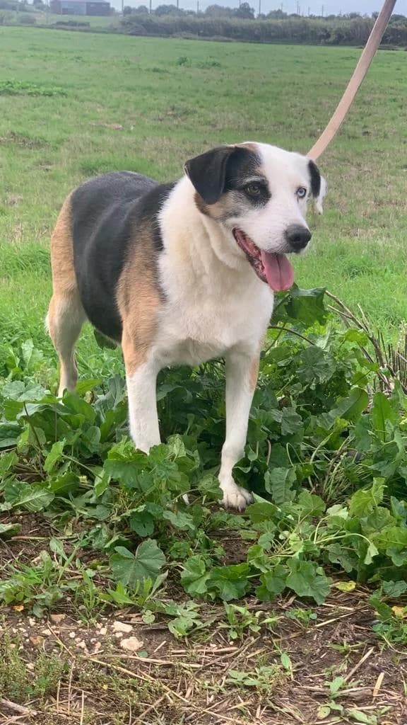 PETIFYC10326 photo 3