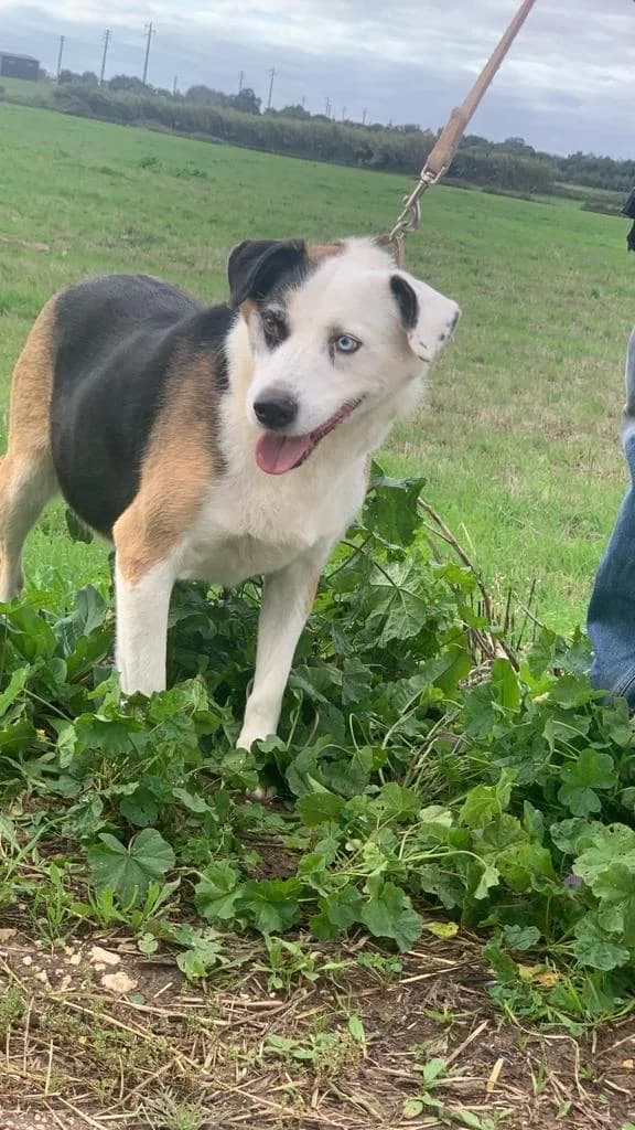 PETIFYC10326 photo 4