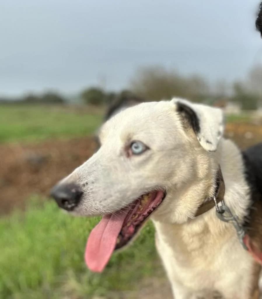 PETIFYC10326 photo 5