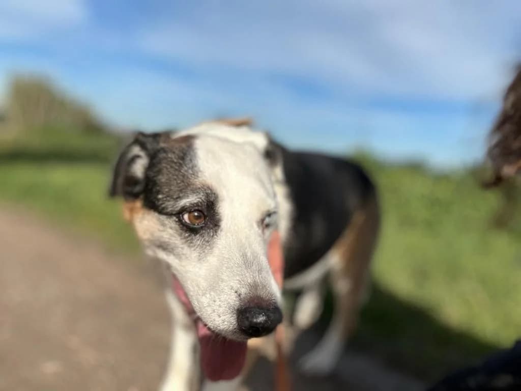 PETIFYC10326 photo 6