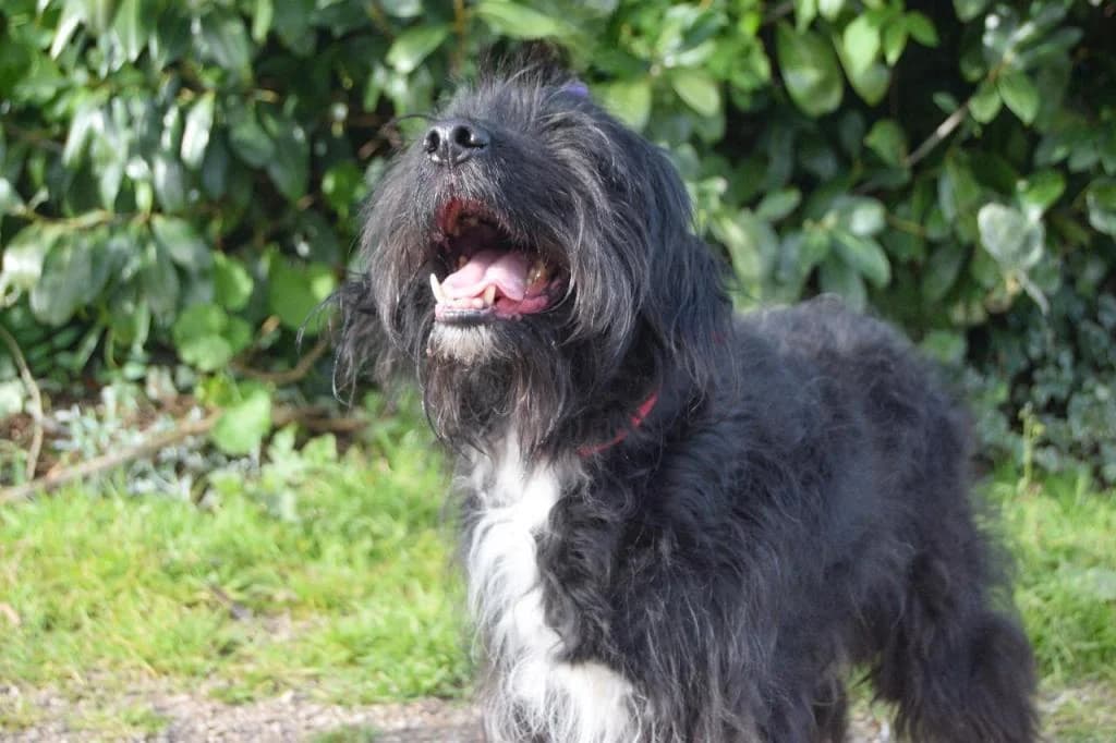 PETIFYC10327 photo 2