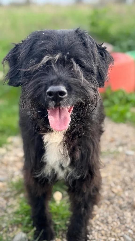 PETIFYC10327 photo 3